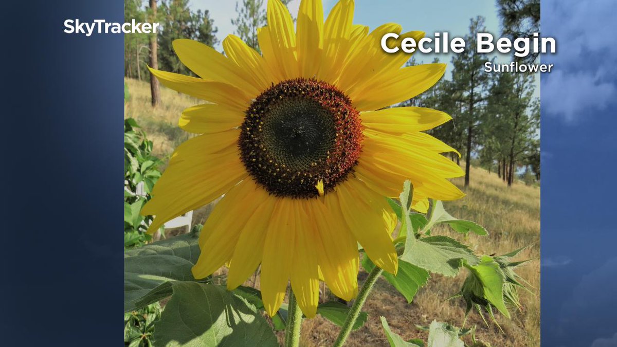 Feel like sunflowers are the only place to turn to see the sun lately? We'll tell you when Mr. Sunshine makes his triumphant return tonight on @GlobalOkanagan http://trib.al/Fwo9i9R #Kelowna #Vernon #Penticton #Okanagan