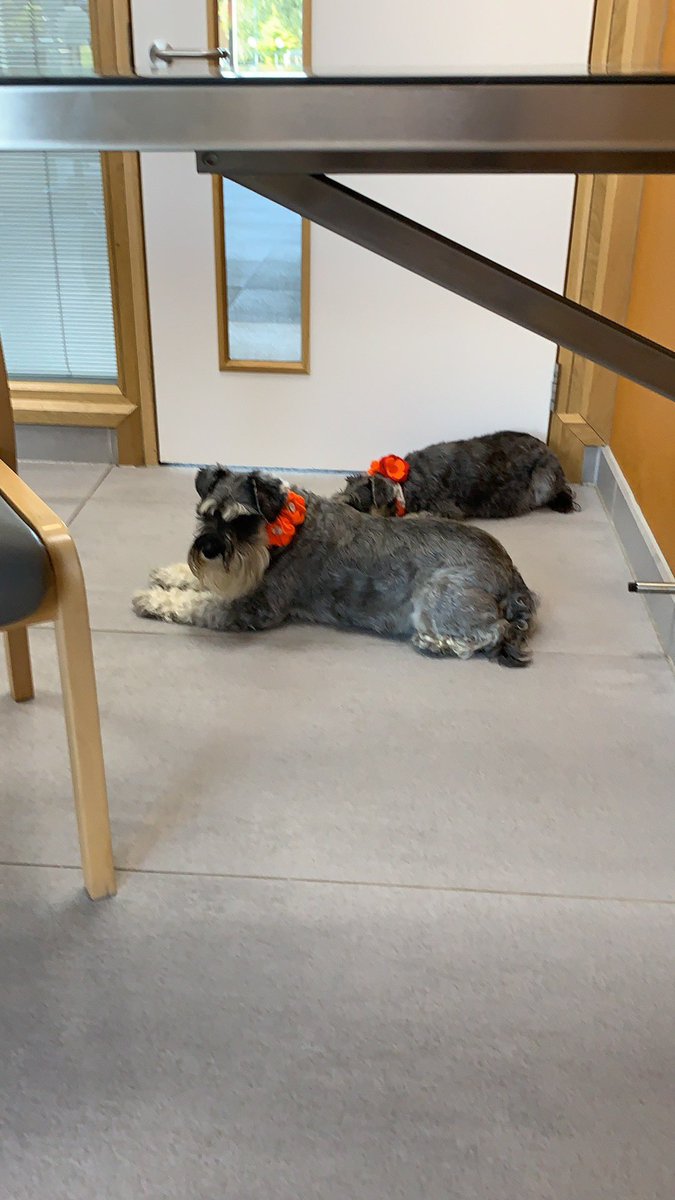 New things: Bella, off for a bit of an operation tomorrow😬 in the best hands ever! My story is on @Schnauzerfest have a read, #puppyfarmsurvivor  @ifitwasyourdog @bionicvet @fitzpatrickref @ProfNoelFitz