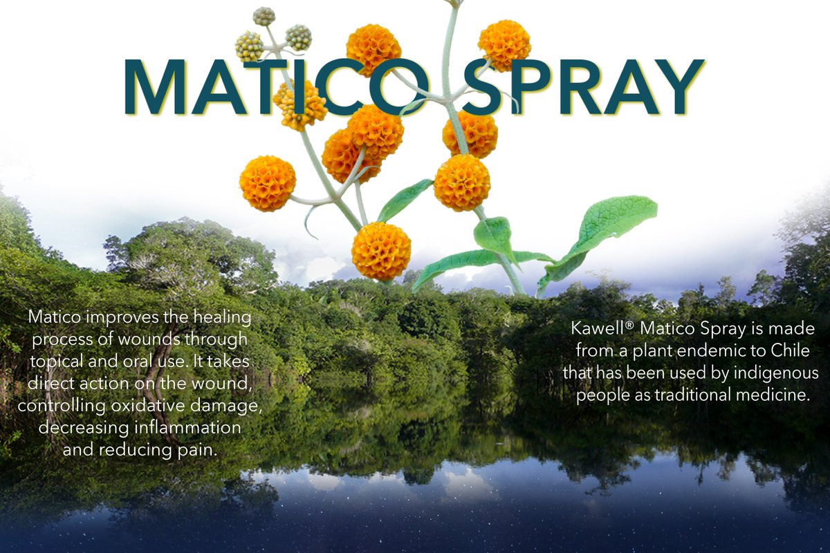 kawell_usa's tweet photo. #KawellUSA #Matico Spray is made from a plant native to #Chile. It improves the #healing process of wounds through #topical and oral use with #antioxidant, #analgesic &amp; #anti-inflammatory properties.

#Kawell #AnimalCare #PetCare #MaticoSpray #HerbalRemedies #Forest #NaturalCures https://t.co/TSox3txVs0