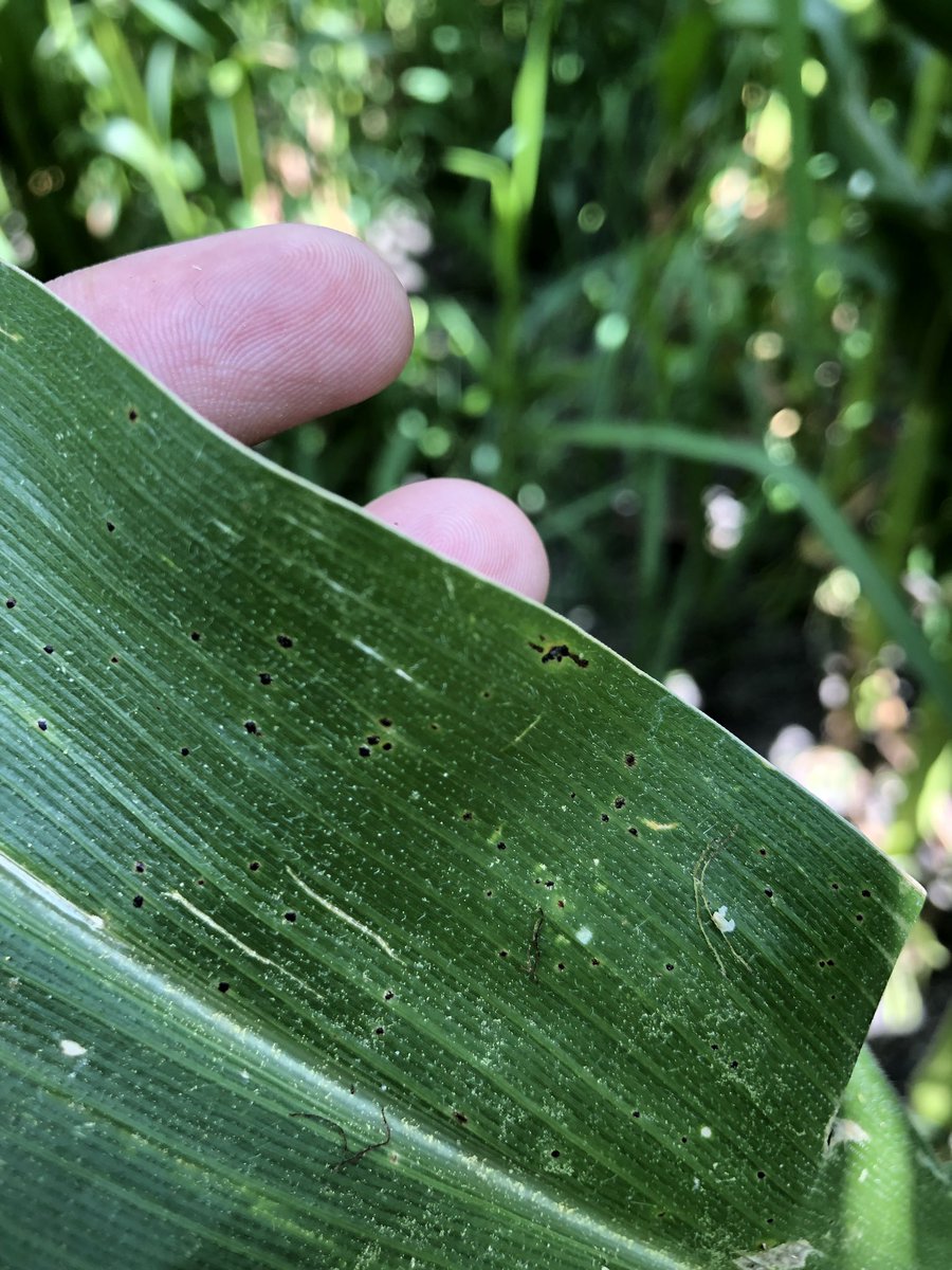 More tar spot confirmed in Dekalb Co., IL for 5 years in a row. Incidence extremely low. Not a surprise as once found in a county its been found in the county the following year. Expect more counties confirmed, but severity is up in the air. @ILplantdoc <a href="/corndisease/">Corn Diseases</a>