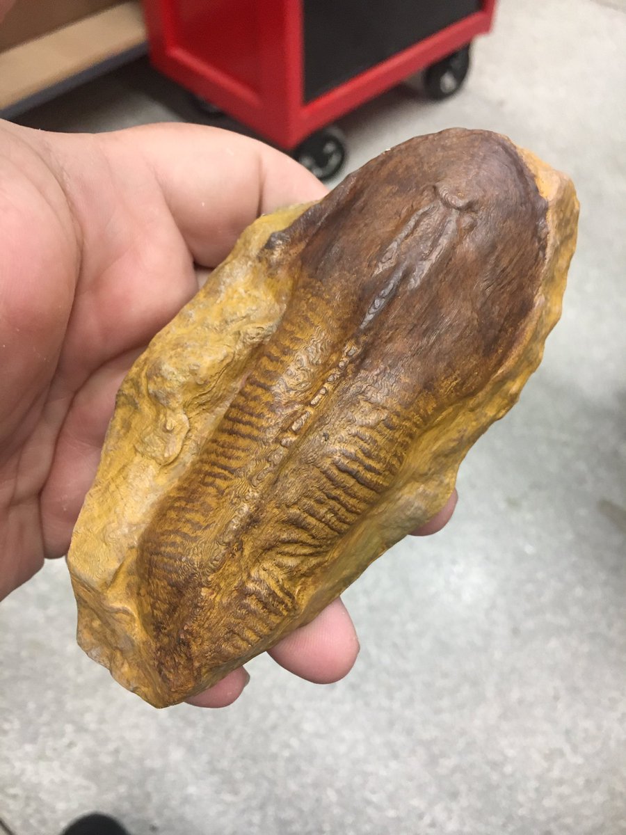AltonDooley's tweet photo. Our newest #3dprint for the #AncientSeas exhibit @WesternCenter: Hemicylaspis, a Silurian agnathan. Original @LapworthMuseum, who made the scans available on @Sketchfab! Printed on @lulzbot3D TAZ6. https://t.co/xCbB5o6fGC