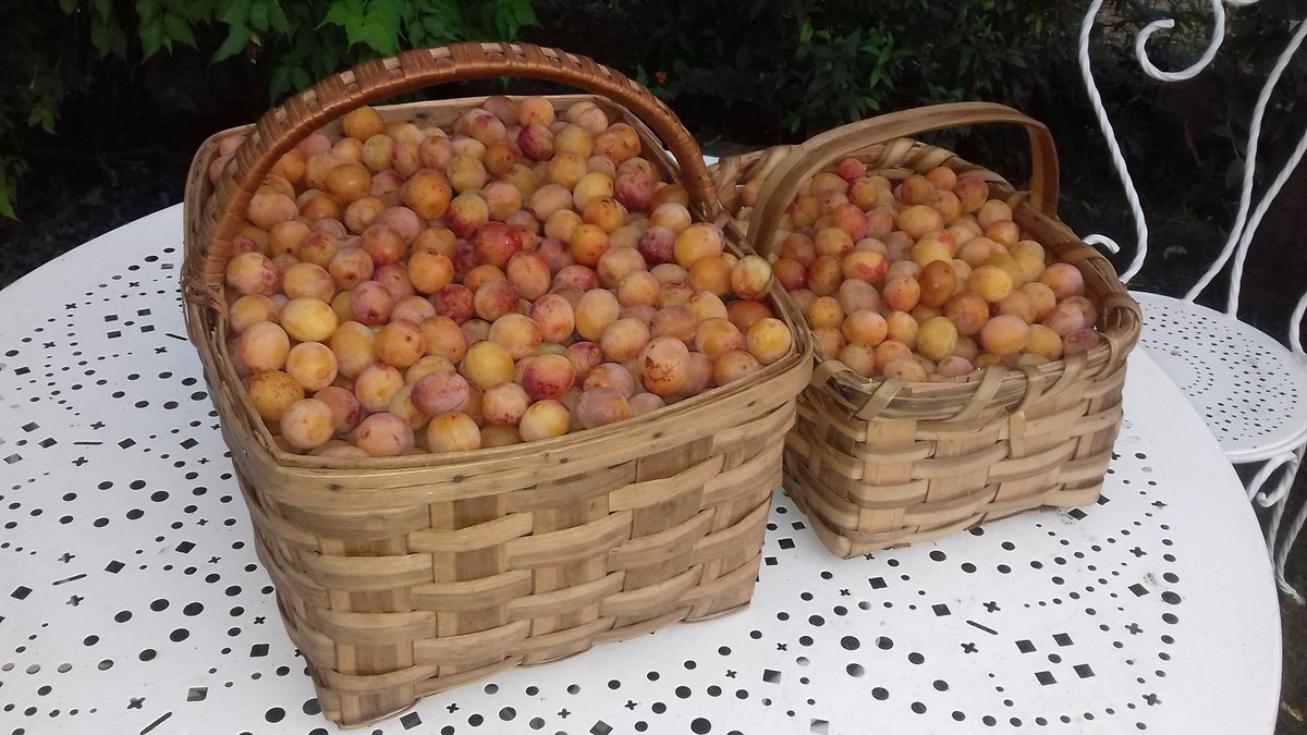 maitedeliart's tweet photo. Ah ze fruitu urtea! Aurten bezainbat behin ere! Enbata haizea ufatu ondotik 18 kilo #mirabela bilduak!! https://t.co/Kq9sp4RSmk