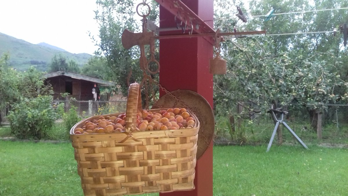 maitedeliart's tweet photo. Ah ze fruitu urtea! Aurten bezainbat behin ere! Enbata haizea ufatu ondotik 18 kilo #mirabela bilduak!! https://t.co/Kq9sp4RSmk