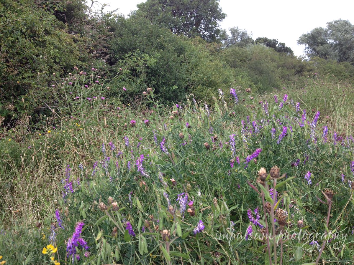 impulsum photography (@impulsump) on Twitter photo Pulled out the old #iphone4 for some purple shots #purple #purpleflowers #purpleflowerphotography #wildflowers #shotoniphone4s #iphonography #shotoniphone #shotononeplus #thistle <a href="/wildflower_hour/">wildflowerhour</a> Pulled out the old #iphone4 for some purple shots #purple #purpleflowers #purpleflowerphotography #wildflowers #shotoniphone4s #iphonography #shotoniphone #shotononeplus #thistle <a href="/wildflower_hour/">wildflowerhour</a>