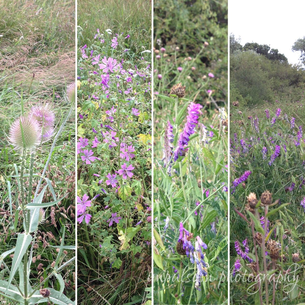 impulsum photography (@impulsump) on Twitter photo Pulled out the old #iphone4 for some purple shots #purple #purpleflowers #purpleflowerphotography #wildflowers #shotoniphone4s #iphonography #shotoniphone #ShotOnIphone #thistle <a href="/wildflower_hour/">wildflowerhour</a> Pulled out the old #iphone4 for some purple shots #purple #purpleflowers #purpleflowerphotography #wildflowers #shotoniphone4s #iphonography #shotoniphone #ShotOnIphone #thistle <a href="/wildflower_hour/">wildflowerhour</a>