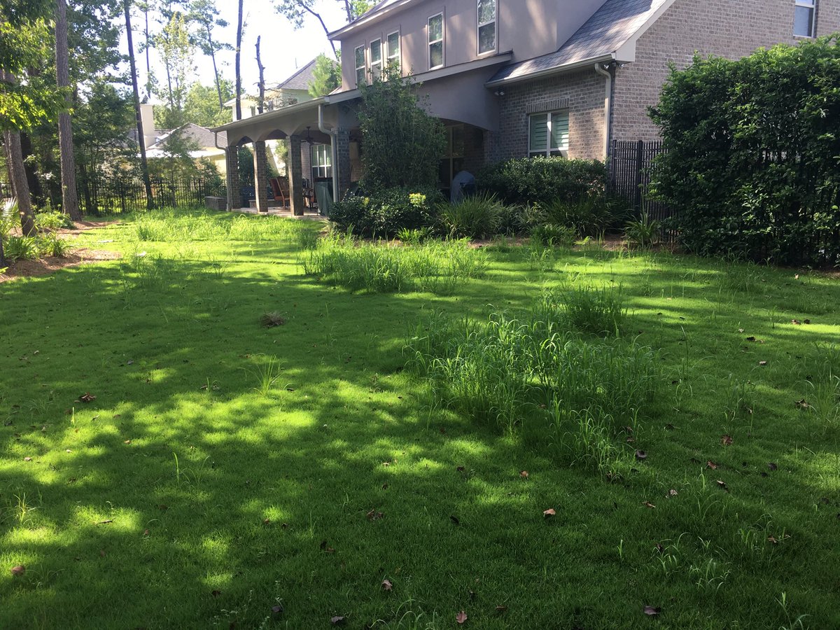 wm_spray's tweet photo. This property has a few weeds in this Geo Zoysia grass. Monument and Drive tank mix was our application. #louisianaturf #turgrass https://t.co/rU08dt3Zhu