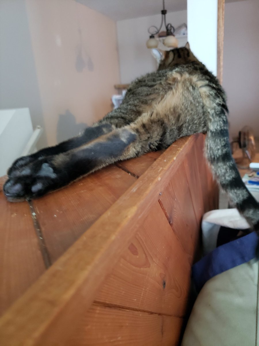elliebaby36's tweet photo. This is my sexy pose...#catsofinstagram #catbooty #weirdmilkshake #whatareyoubringingtotheyardGeorge https://t.co/t334GwBnsb