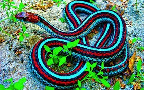PositivePyrami1's tweet photo. @TheCatoFour20 I've never owned a ferret but I've held them. I love all animals but mammals are high-maintenance compared to reptiles. Snakes eat 1-2 times per week and poop 1-2 times per week and don't need constant attention. Snakes also come in brighter colors than mammals! #SnakesRule ππ https://t.co/K80b6HhUvf