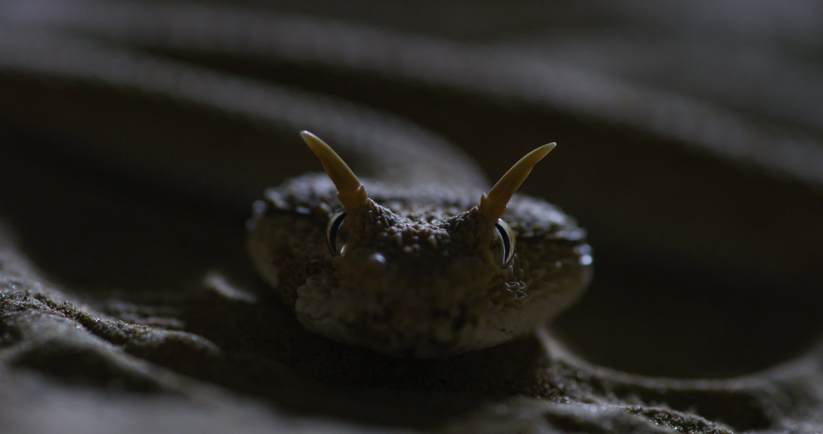 AllGHONEIM's tweet image. #DeadByDawn  #natgeo #documentary_film
@NatGeoMagArab