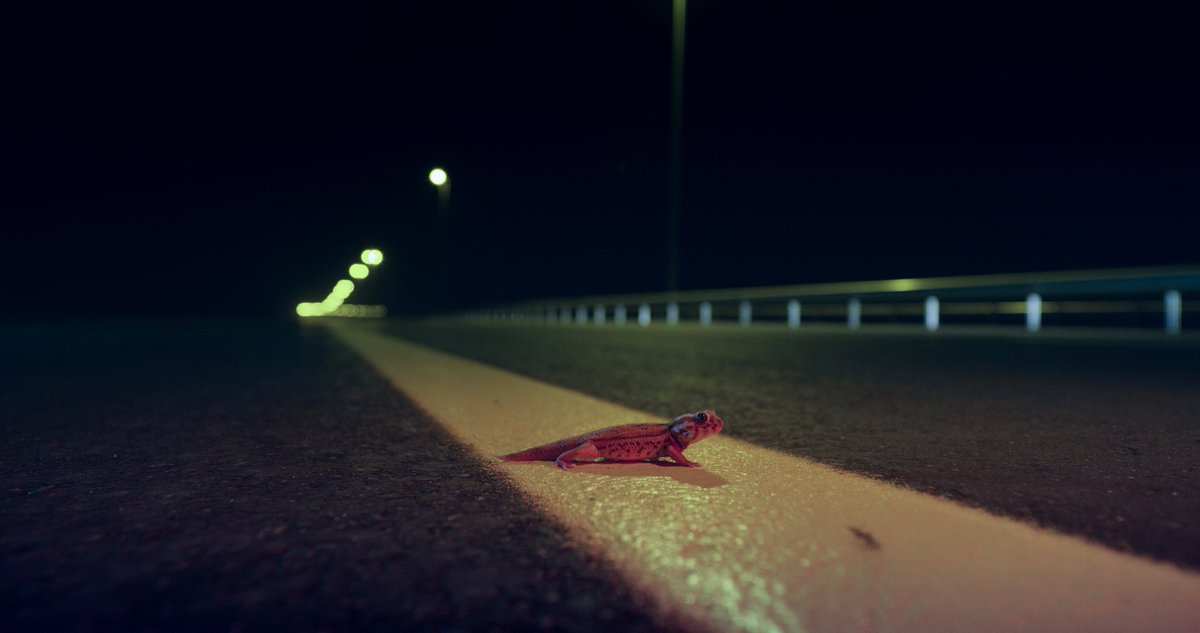 AllGHONEIM's tweet image. #DeadByDawn  #natgeo #documentary_film
@NatGeoMagArab