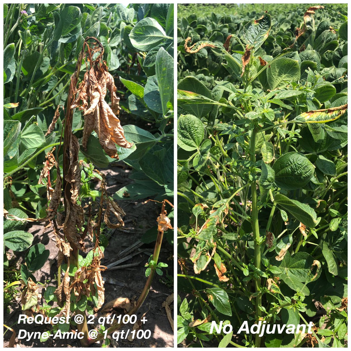 OvalHelena's tweet photo. What’s in your tank? Liberty Adjuvants trials in Illinois. #HelenaAdjuvants @HelenaAgri https://t.co/xJgtvSFJ33