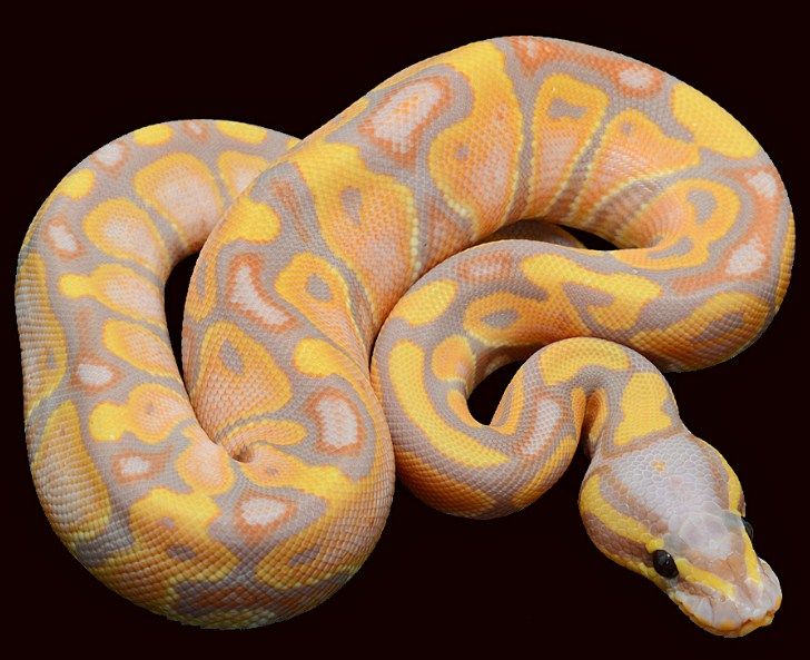 PositivePyrami1's tweet photo. @TheCatoFour20 I've never owned a ferret but I've held them. I love all animals but mammals are high-maintenance compared to reptiles. Snakes eat 1-2 times per week and poop 1-2 times per week and don't need constant attention. Snakes also come in brighter colors than mammals! #SnakesRule ππ https://t.co/K80b6HhUvf