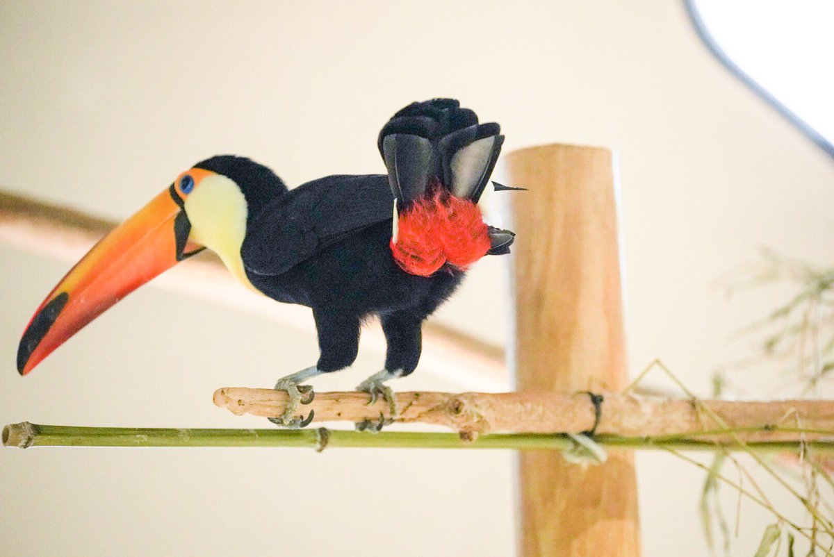 Nifrel ニフレル 公式 可愛らしい写真を撮っていただきました ニフレル オニオオハシ