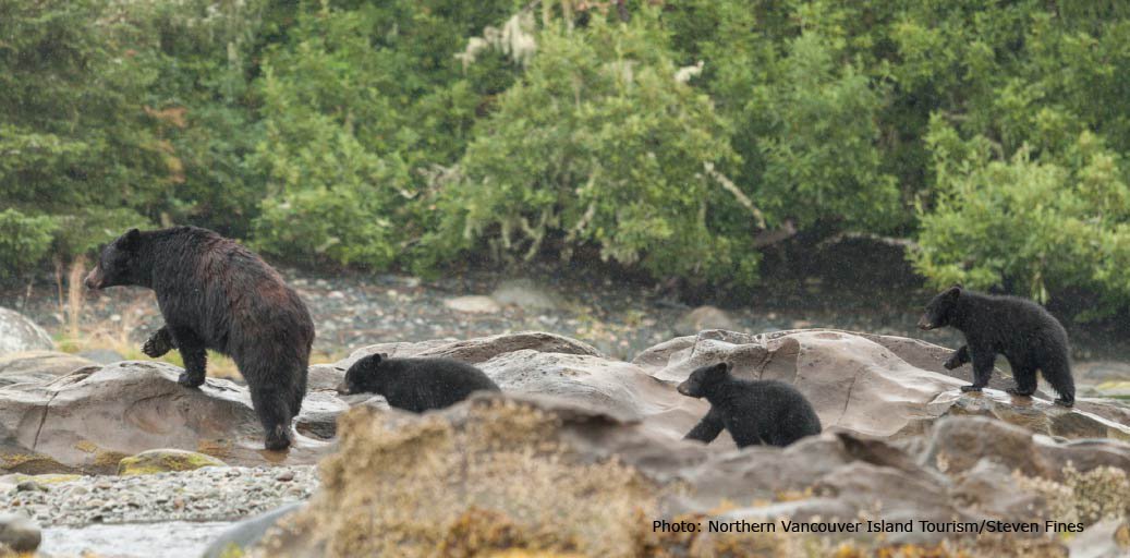 BCFerries's tweet photo. Can you guess what animal loves the summer for the ripe, juicy berries it can find? #CoastalNaturalists are onboard this summer to teach you all about the four legged animals that can be found on #VancouverIsland.
@ParksCanada @OceanWise #SeaForward ^ap https://t.co/rQNHT6AJGc