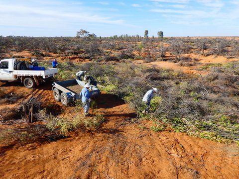 Brush-packing - a big but important job at Boolcoomatta Reserve. Here's the team unloading another load of brush collected from track clearance, which will slow down the rain run-off and help stop those gutters. Photo: T & M Geyer @BushHeritageAus