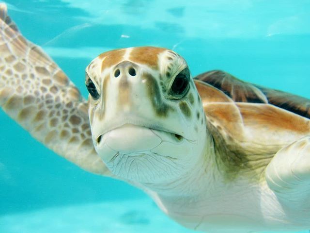 What ya looking at? 
We love turtles!
#Hi #turtles #seaturtle #tortuga ift.tt/2y9Dps8