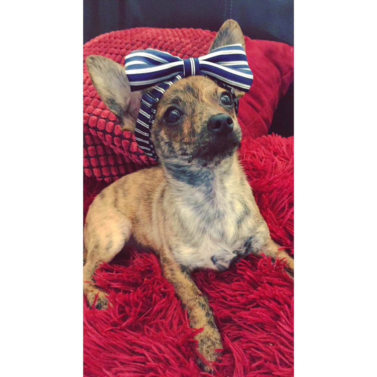 HaleyHerber's tweet photo. @AlexGaskarth Isn’t he so god damn adorable https://t.co/MYMWFwlODW