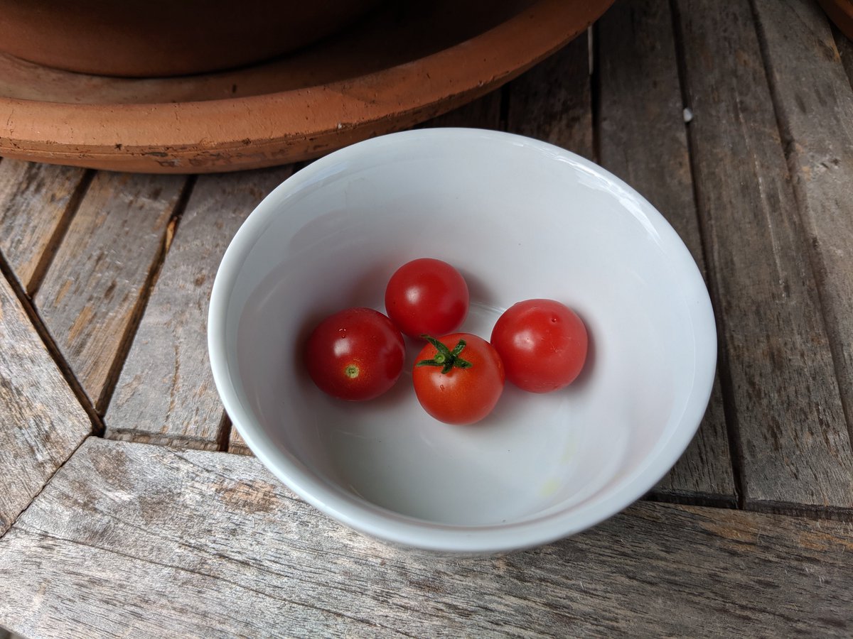 BethBillstrom's tweet photo. @tracyblevins @gildthegarden @BrenHaas @thefreckledrose @passthepistil @empressofdirt @JenMGardens @billblevins @gardenerd1 @HandyHelen @oh_grow_on @HouseplantGuru Well....it's a start. Game on. My tomato season begins. #Gardens #TomatoTuesday #growyourown https://t.co/vJPWJ3gQZJ