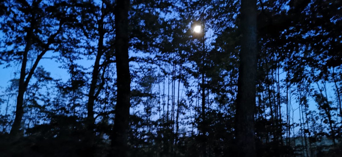 ti_exe's tweet photo. La faggeta di Oriolo tra l'incanto della luna (quasi) piena, la paura (motivata) dei cinghiali, e la magia (assoluta) delle lucciole ...

#natura #cammini #meditation https://t.co/KRJYk0FeiI