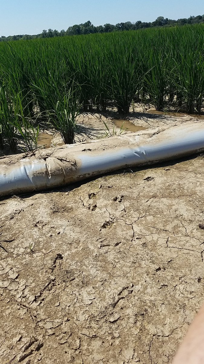 One week ago we were flooded with 8" of rain...today starting water back on row rice.  Never more than 10 days from a drought, but the temps sure are nice!