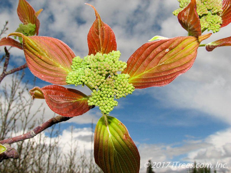 iTreesChicago's tweet image. How do you properly identify a dogwood tree?

By the bark!🐶😂
.
#treejoke #tuesdayfunny #dogwood #trees #itrees