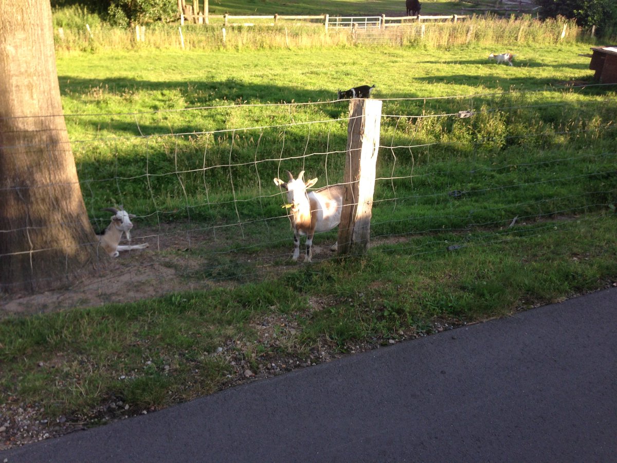 BakhtoshRedclaw's tweet photo. I love seeing these guys at their playgroung on my tuesday &amp; thursday runs. today they weren't in play mode though. 🐐🐐🐐 #NAFlagVisor_Emus https://t.co/RmGU8LGgfF