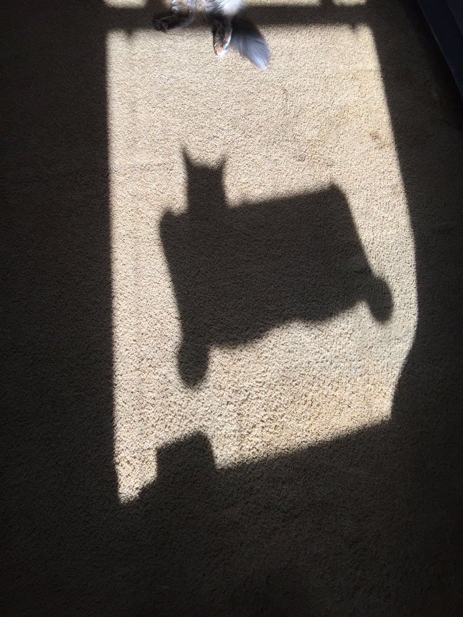Kitty_Who's tweet photo. Just hanging out in the window. 😼 
#MyTARDIS #cat #silhouette https://t.co/1WVbdTozKb