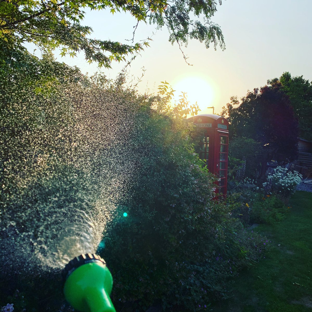 Our lives right now to keep the garden alive. It’s not so bad (wine is in hand). #winemakesitbetter #gardening #watering #greenthumb #sprinkler