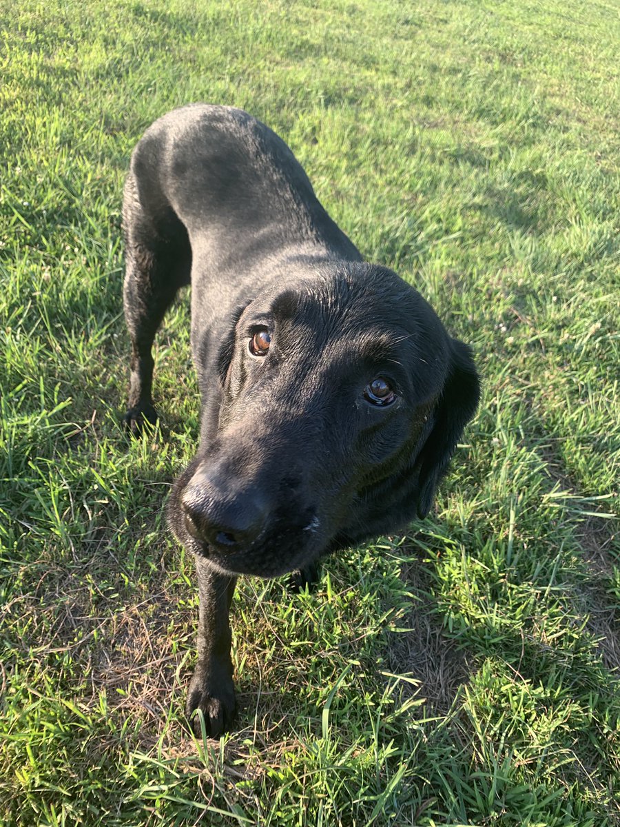 JessicaHeady2's tweet photo. Blessed with perfect dogs 🥰 🐕 https://t.co/az90t3yokB