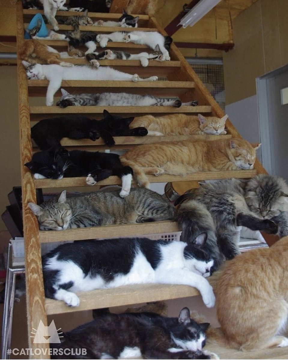 KittyKatFlat's tweet photo. This is how life should be, full of cats!! #tabbytuesday #kittykatflat #catsofaustin. Credit: Famous Cats https://t.co/vcsQfIt8hr