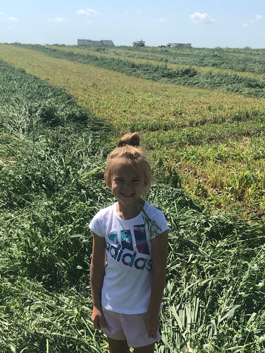 aajesp01's tweet photo. Getting ready to chop prairie sky oats and peas ⁦@KumpfTim⁩ ⁦@Pakl87⁩ ⁦@JespersenPD⁩ #loadsofsilage #summerfun https://t.co/3teQAjqbrl