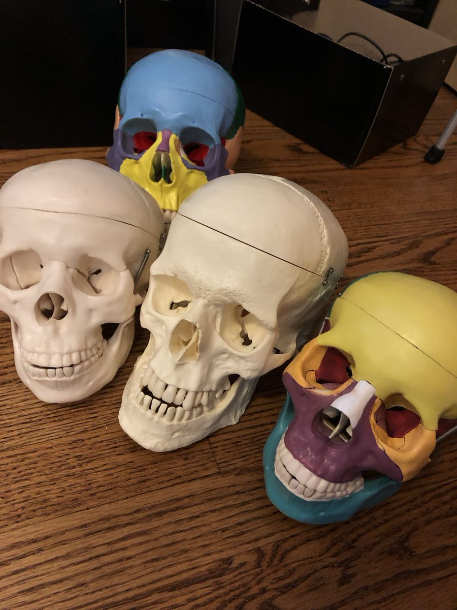 bodyscientific's tweet image. Cleaned out the storage closet, we have too many skulls! Bid on one at the Vesalius Trust Auction this Friday! #amimilwaukee2019 #bodyscientific #anatomicalmodel #humanskull #medicalllustrator