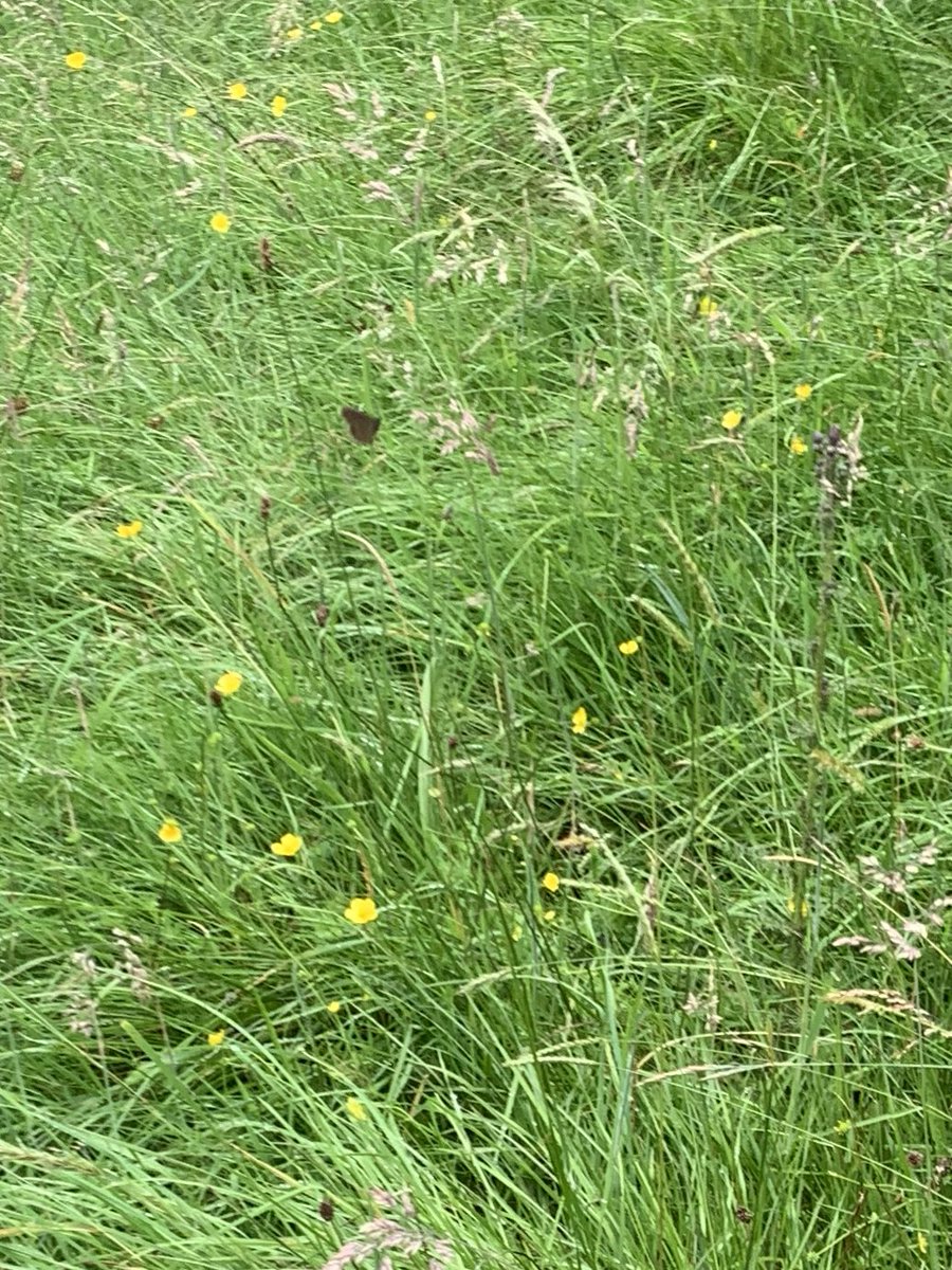BakewellBloom's tweet photo. About 50 (badly photographed) butterflies all dancing together - are these #northernbrownargus on the yellow #CommonRockrose #wettonmill #ButterflyCount  #limestonedales 
Too difficult to tell I suppose! https://t.co/x0a5mq1zRV