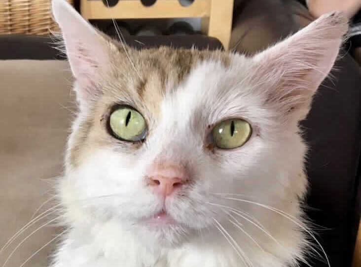 Every day is pancake day with this little guy 🥞 bit.ly/2Yc6P3y