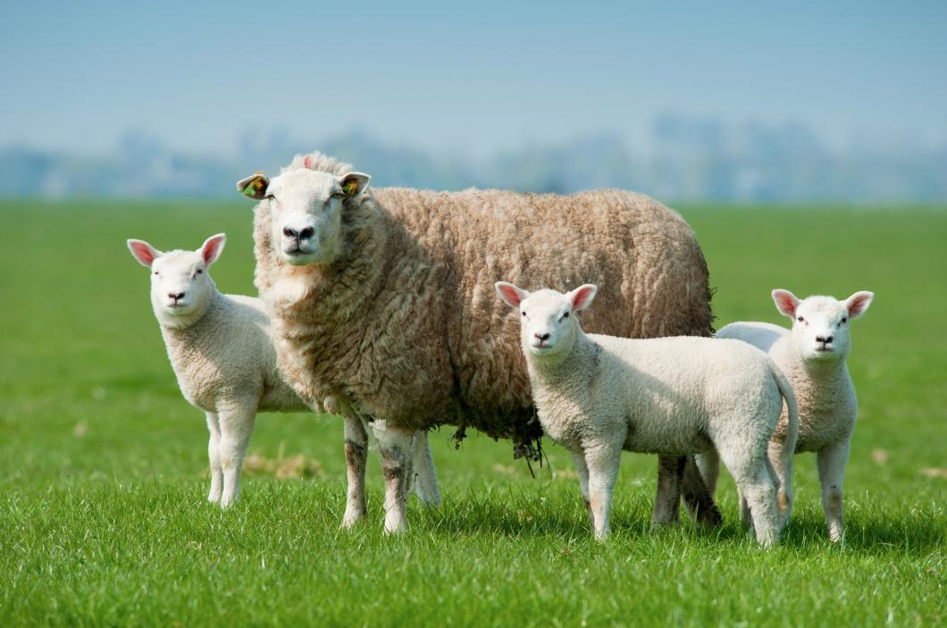 A farmer in #Northumberland has become the latest south of the border to find that a number of his sheep stock had been illegally butchered.

Story 👉 denisobrown.co.uk/farm-in-north-…