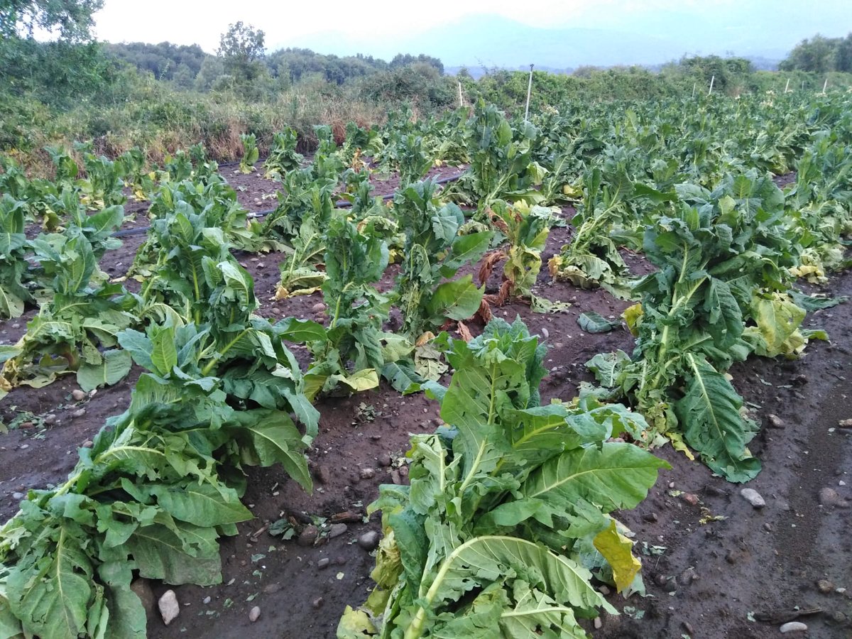 mikitimon's tweet photo. Estragos del granizo de ayer en una plantación de tabaco #VillanevaDeLaVera #Extremadura @MorcuendeT @ferrecasado @laveramovil https://t.co/YSOg0M8oFH