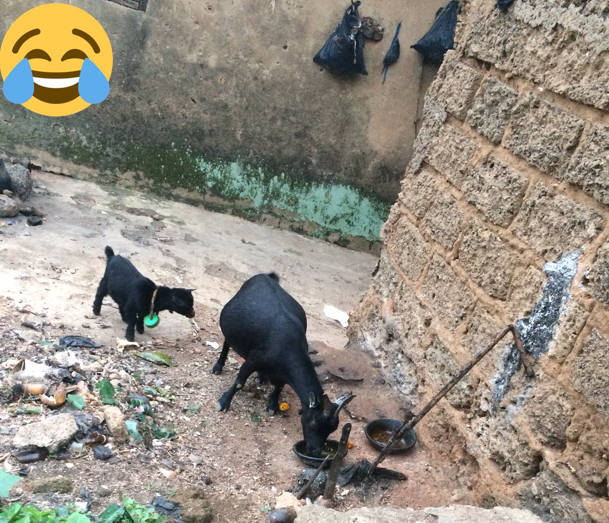 ValidMannuel's tweet photo. Things you can see only In Oshogbo... 😂 the baba will the owner now that the gods have accepted the sacrifice 🏃🏽♂️🏃🏽♂️#Nigerian #KeepingFaith #WhenDoctorsTestify #osun #Amazinglandmark https://t.co/DQsnfFSr7o