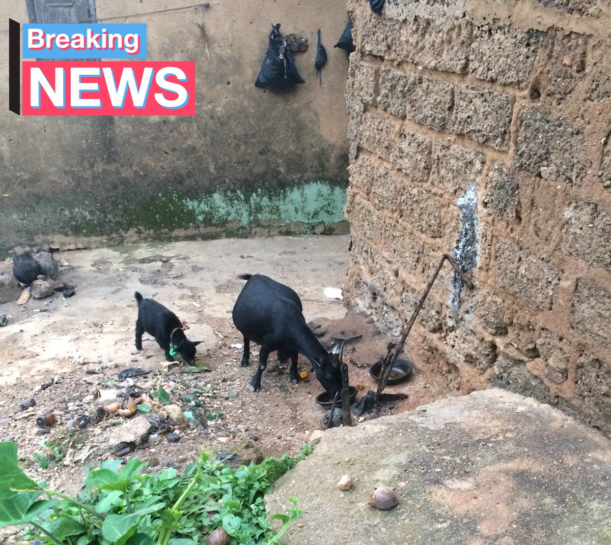 ValidMannuel's tweet photo. Things you can see only In Oshogbo... 😂 the baba will the owner now that the gods have accepted the sacrifice 🏃🏽♂️🏃🏽♂️#Nigerian #KeepingFaith #WhenDoctorsTestify #osun #Amazinglandmark https://t.co/DQsnfFSr7o
