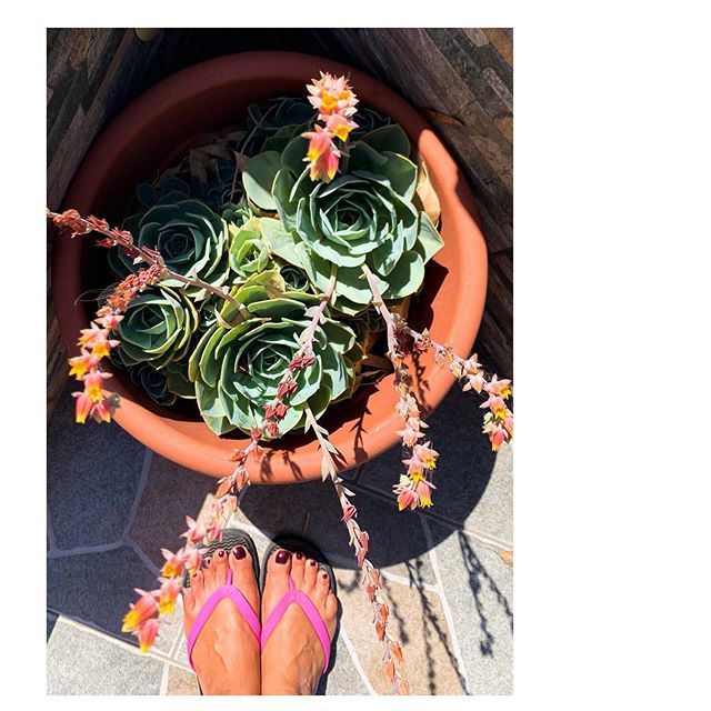 Drought-resistant plants 
Giardini quasi spontanei. Le piante di Linosa crescono nella terra nera e devono saper sopravvivere al caldo e alla sete. Forse resisteranno anche ai cambiamenti climatici 
#linosa #linosaisland #isoladilinosa
#donnamodernainvia… ift.tt/2OgUiw3