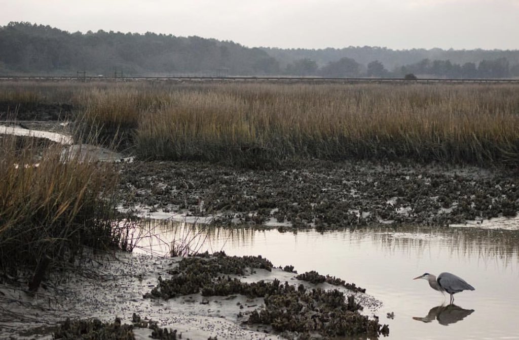 OperatAdventure's tweet image. Just heard the news that Huntington Beach State Park of @SC_State_Parks will begin breaking ground on their new Nature Center. Congratulations! The original burnt down due to being struck by lightning in 2016.

#operationadventure #SCFilm #SCStateParks #naturephotography