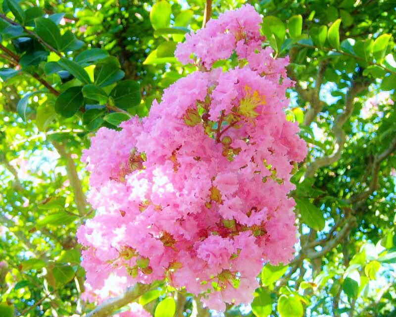 花 7月24日の花 サルスベリ 百日紅 花言葉 愛嬌 ミソハギ科サルスベリ属 由来 100日間 紅い花を咲かせる為 別名 ヒャクジツコウ 開花 7月 10月 花色 白 ピンク 赤 原産地 中国 約3か月間 花を咲かせる 加賀千代女 江戸時代の俳人