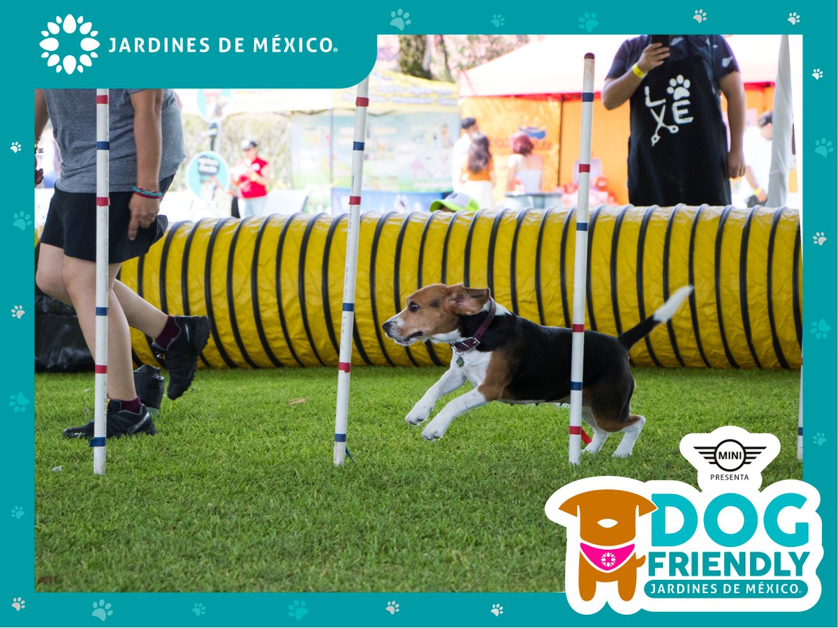 jardinesdemex's tweet photo. El pasado 21 de julio nos divertimos en grande en compañía de nuestros amigos de 4 patitas, reímos, jugamos y sobre todo pasamos momentos #NaturalmenteInolvidables. ¡Nos vemos el próximo año en el #DogFriendlyJDM! 🌻🐾🌵 https://t.co/mJbY4kmKCn