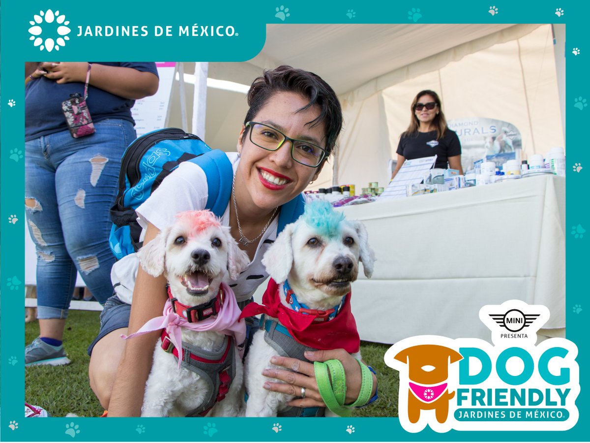 jardinesdemex's tweet photo. El pasado 21 de julio nos divertimos en grande en compañía de nuestros amigos de 4 patitas, reímos, jugamos y sobre todo pasamos momentos #NaturalmenteInolvidables. ¡Nos vemos el próximo año en el #DogFriendlyJDM! 🌻🐾🌵 https://t.co/mJbY4kmKCn