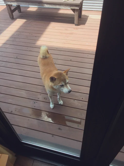 洗われて外で乾いた犬? 