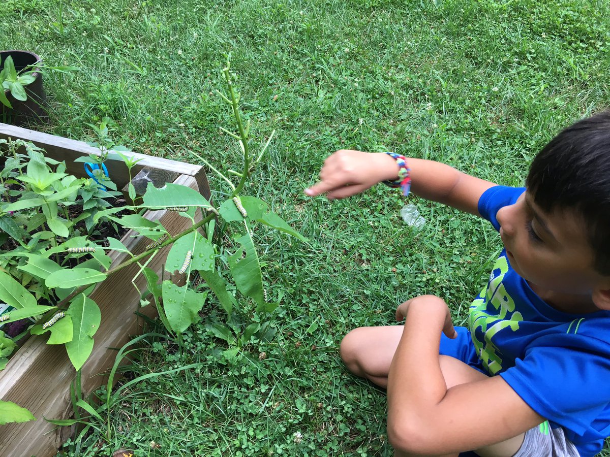 rikdugan's tweet photo. Oh wow! #metamorphosis is happening in the #butterfly #garden @PrincetonAcadSH this #summer - what a magical journey 🦋 #PASHProud #PASHSummerStories #naturelover @ChildrenNature @sustainptn https://t.co/xuM3cYfZLy