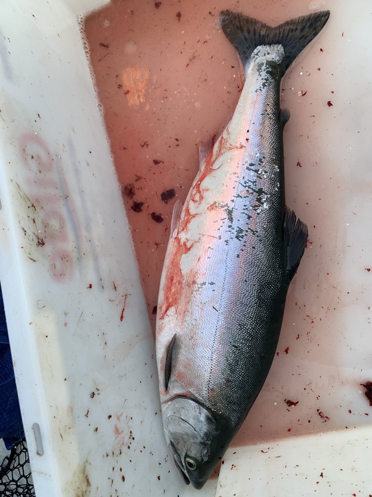 HeidiPersdatter's tweet photo. Var ikke akkurat den #fisken jeg var ute etter, men får vel ta til takke med det man får #pukkellaks  saltes i morgen #jarfjord #finnmark https://t.co/8M6AePDHwj