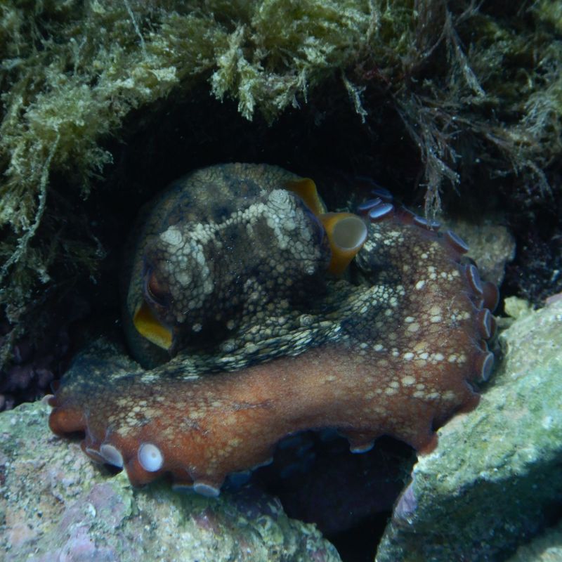 glugdiver's tweet photo. 🐚 🐠 Last minute August holidays?  🐙 ⛵ - https://t.co/iHmG87a2Ey https://t.co/5YJC66rYwf