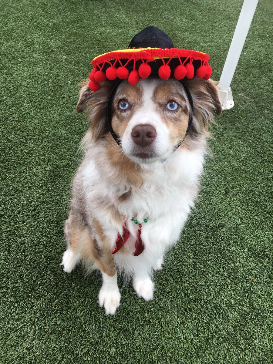 Sydne_amber's tweet photo. This is Milo. It’s his 5th birthday. His mom deemed today as Cinco de Milo. 12/10 would go to his party https://t.co/kTrwPEX3Qt