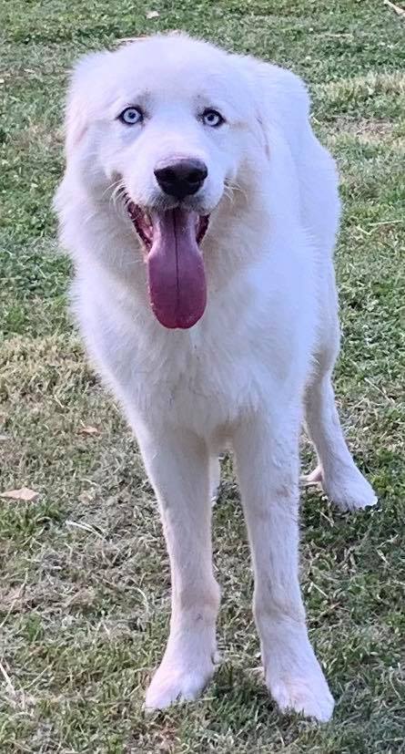 great pyrenees wolf