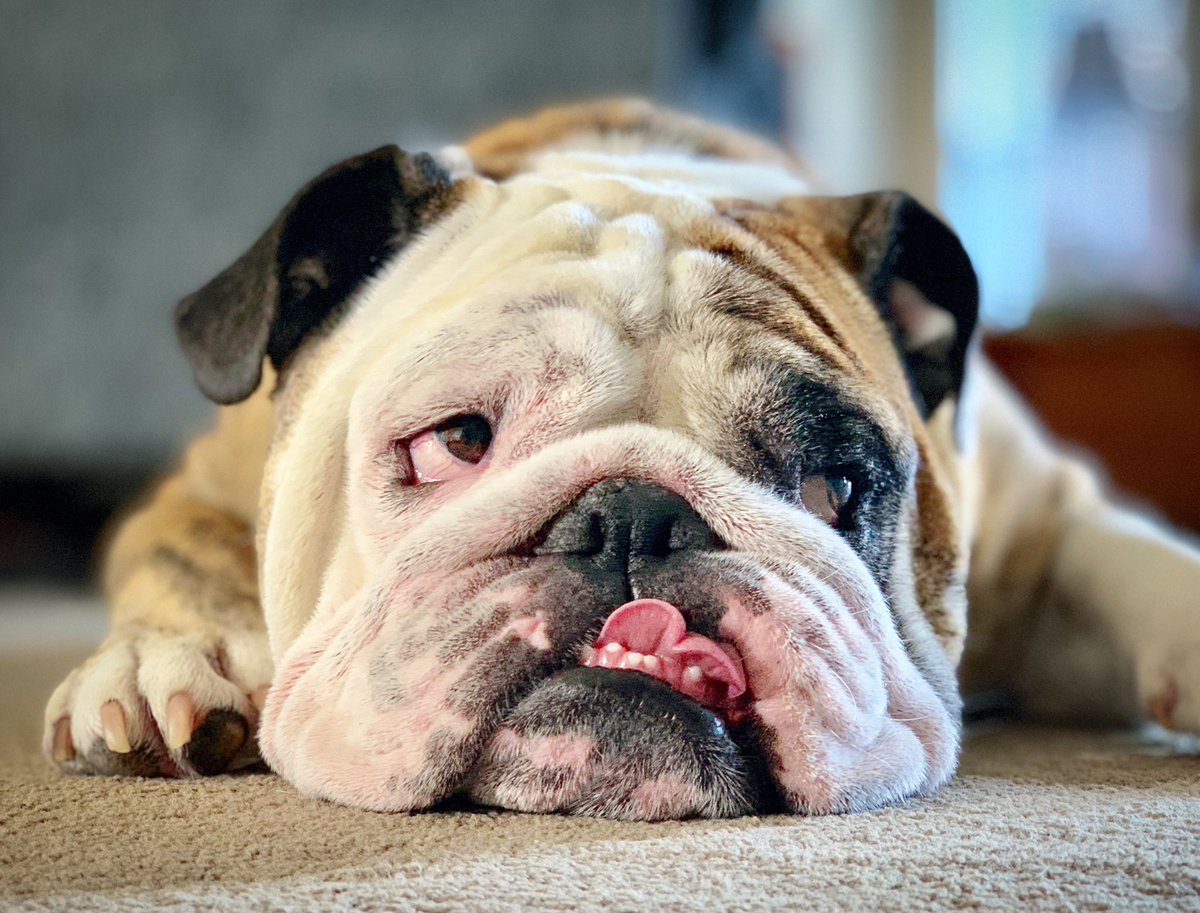 reuben the bulldog breeder